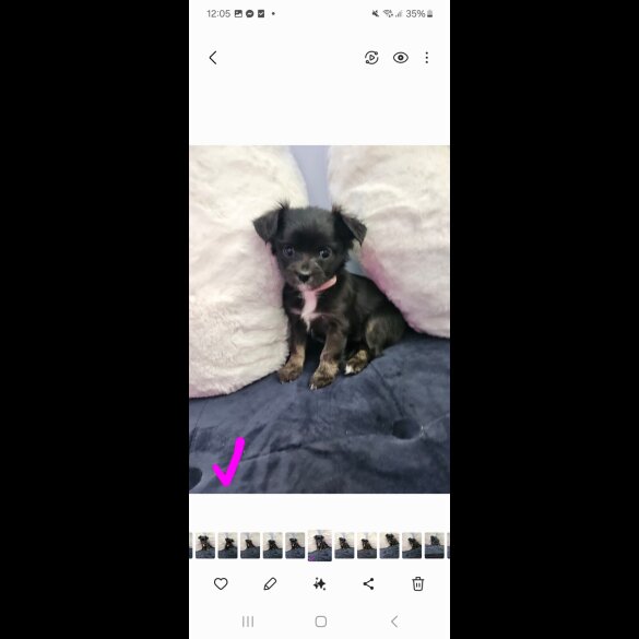 Chihuahua - Both