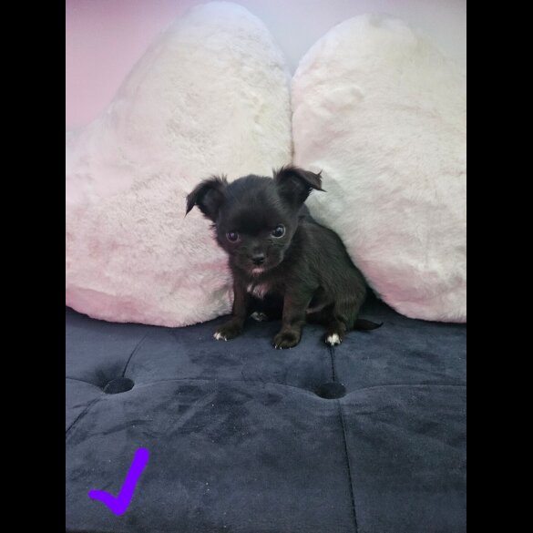 Chihuahua - Both