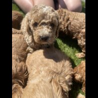 Cavapoo - Both