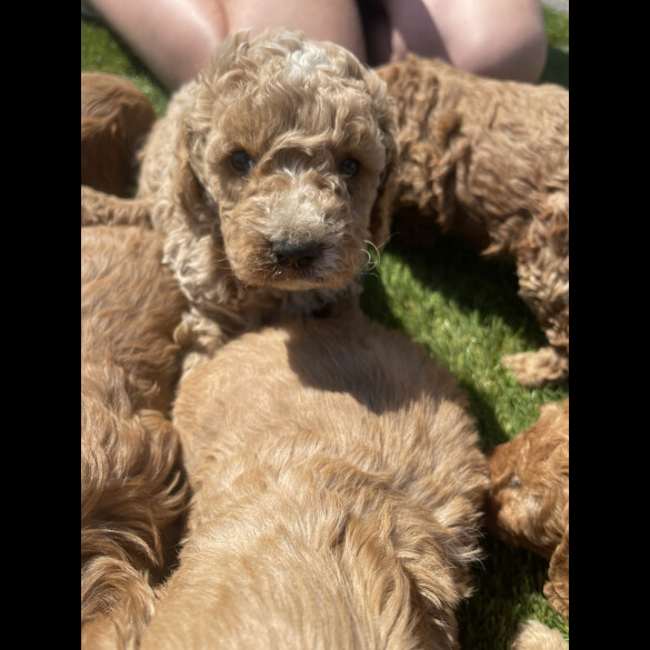 Cavapoo - Both