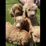 Cavapoo - Both
