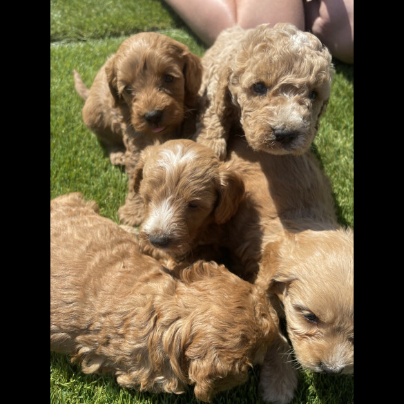 Cavapoo - Both