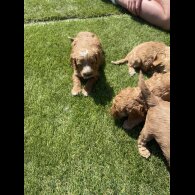 Cavapoo - Both