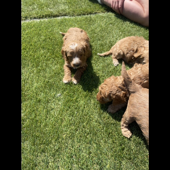 Cavapoo - Both