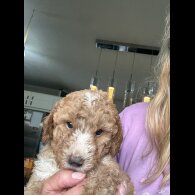 Labradoodle - Both