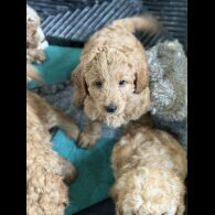 Labradoodle - Both