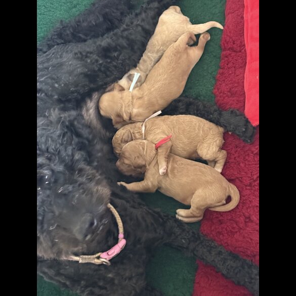 Labradoodle - Both