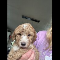Labradoodle - Both