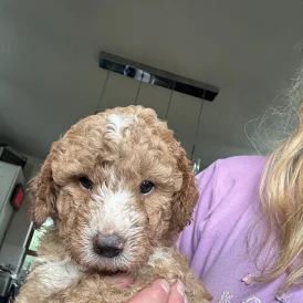 Labradoodle - Both