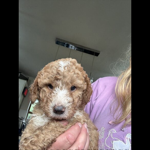 Labradoodle - Both
