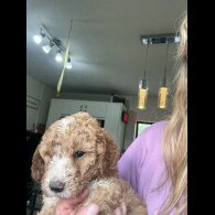 Labradoodle - Both