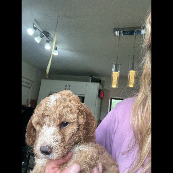 Labradoodle - Both