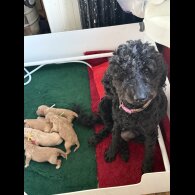 Labradoodle - Both