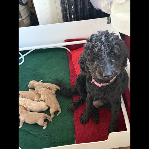 Labradoodle - Both