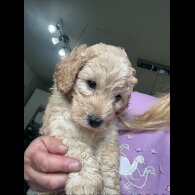 Labradoodle - Both