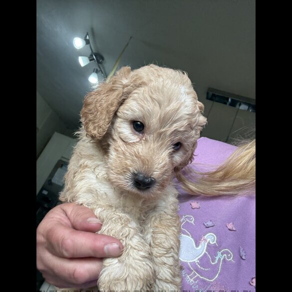 Labradoodle - Both