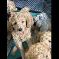 Labradoodle - Both