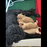 Labradoodle - Both