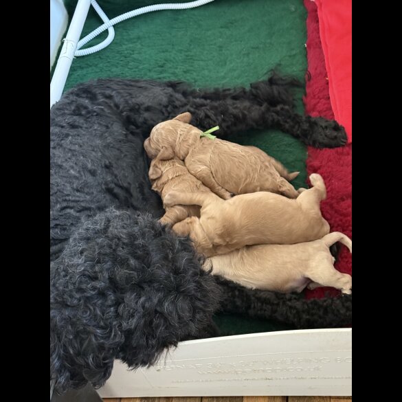 Labradoodle - Both