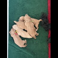 Labradoodle - Both