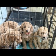 Labradoodle - Both