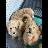Labradoodle - Both