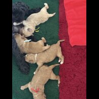 Labradoodle - Both