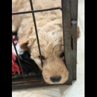 Labradoodle - Both