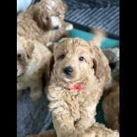 Labradoodle - Both