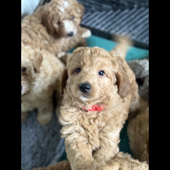 Labradoodle - Both