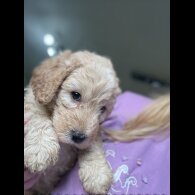 Labradoodle - Both