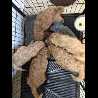 Labradoodle - Both
