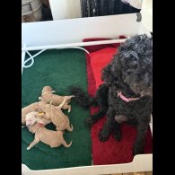 Labradoodle - Both