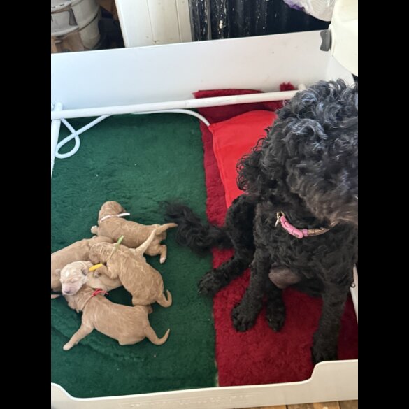 Labradoodle - Both