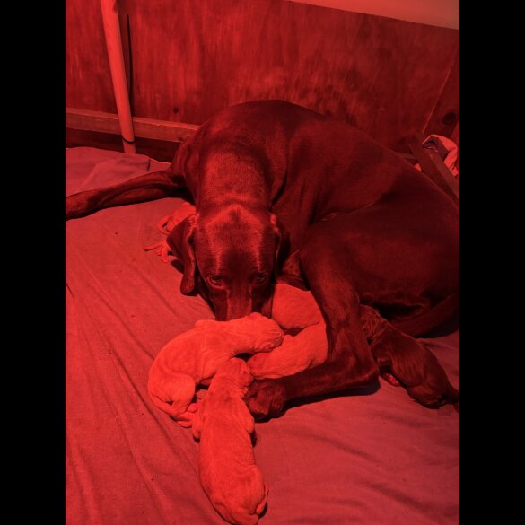 Hungarian Vizsla - Both