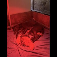 Hungarian Vizsla - Both