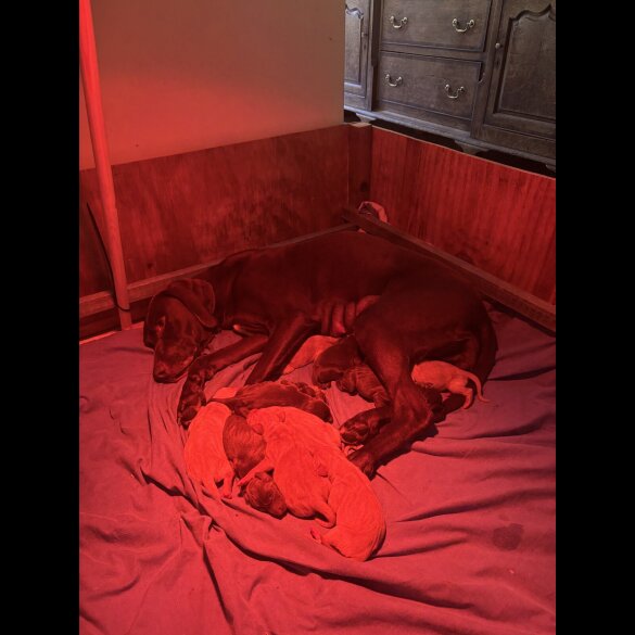 Hungarian Vizsla - Both