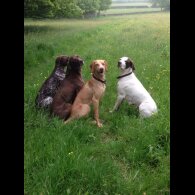 Hungarian Vizsla - Both