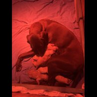 Hungarian Vizsla - Both