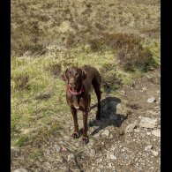 Hungarian Vizsla - Both