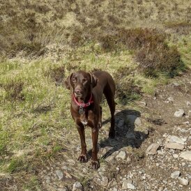 Hungarian Vizsla - Both