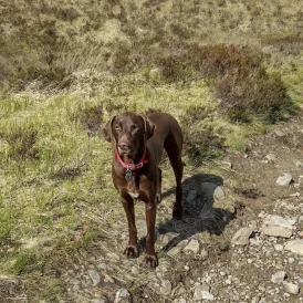 Hungarian Vizsla - Both