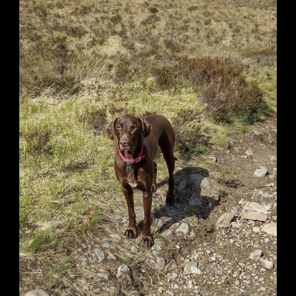 Hungarian Vizsla - Both
