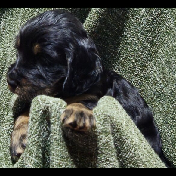 Cocker Spaniel (Working &amp; Show) - Both