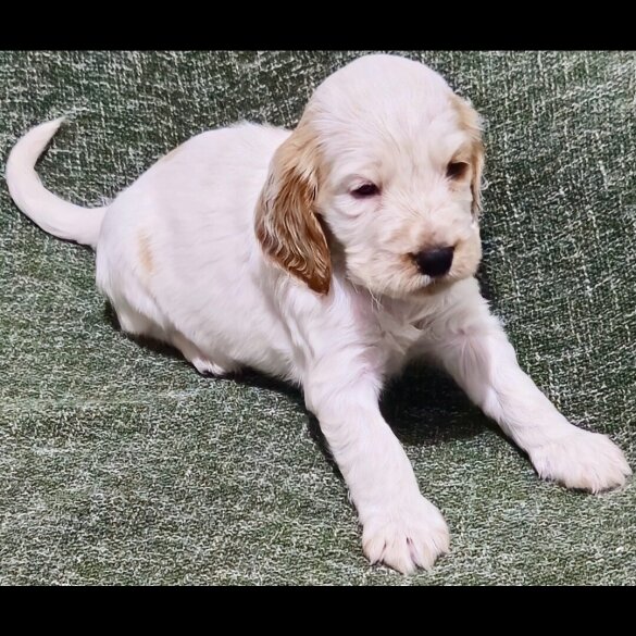 Cocker Spaniel (Working &amp; Show) - Both