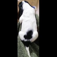Cocker Spaniel (Working &amp; Show) - Both