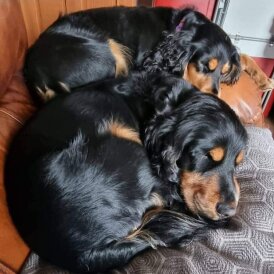 Cocker Spaniel (Working &amp; Show) - Both