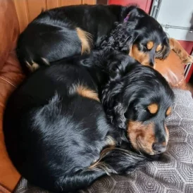 Cocker Spaniel (Working &amp; Show) - Both