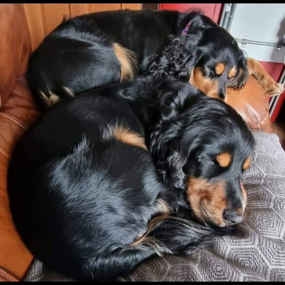 Cocker Spaniel (Working &amp; Show) - Both