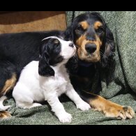 Cocker Spaniel (Working &amp; Show) - Both